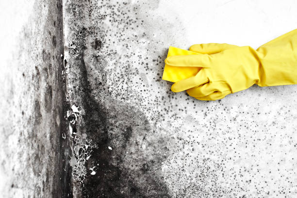 Best Attic Mold Removal  in Herscher, IL